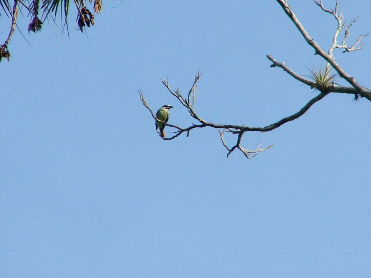 Image of Sulphur-bellied Flycatcher