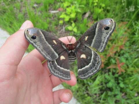 Image of Columbia Silkmoth