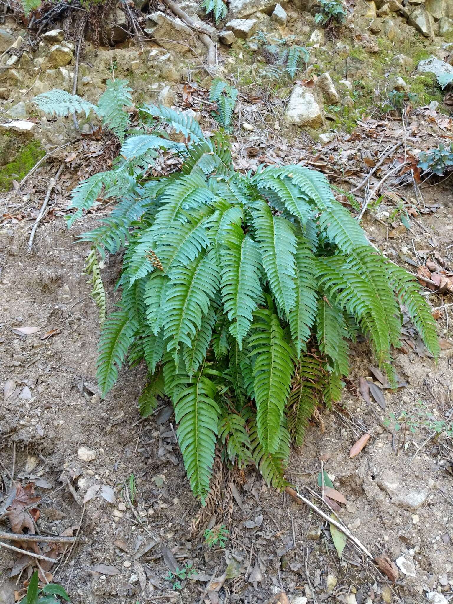 Image of narrowleaf swordfern