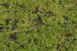 Image of Slender Adder's-tongue