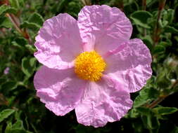 Image of Cistus creticus L.