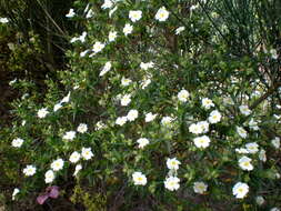 Imagem de Cistus monspeliensis L.