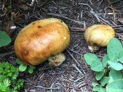 Image of Cortinarius pinguis (Zeller) Peintner & M. M. Moser 2002