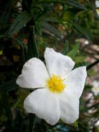 Imagem de Cistus monspeliensis L.