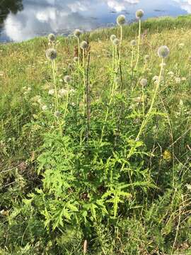 Image of tall globethistle