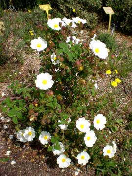 Image of salvia cistus