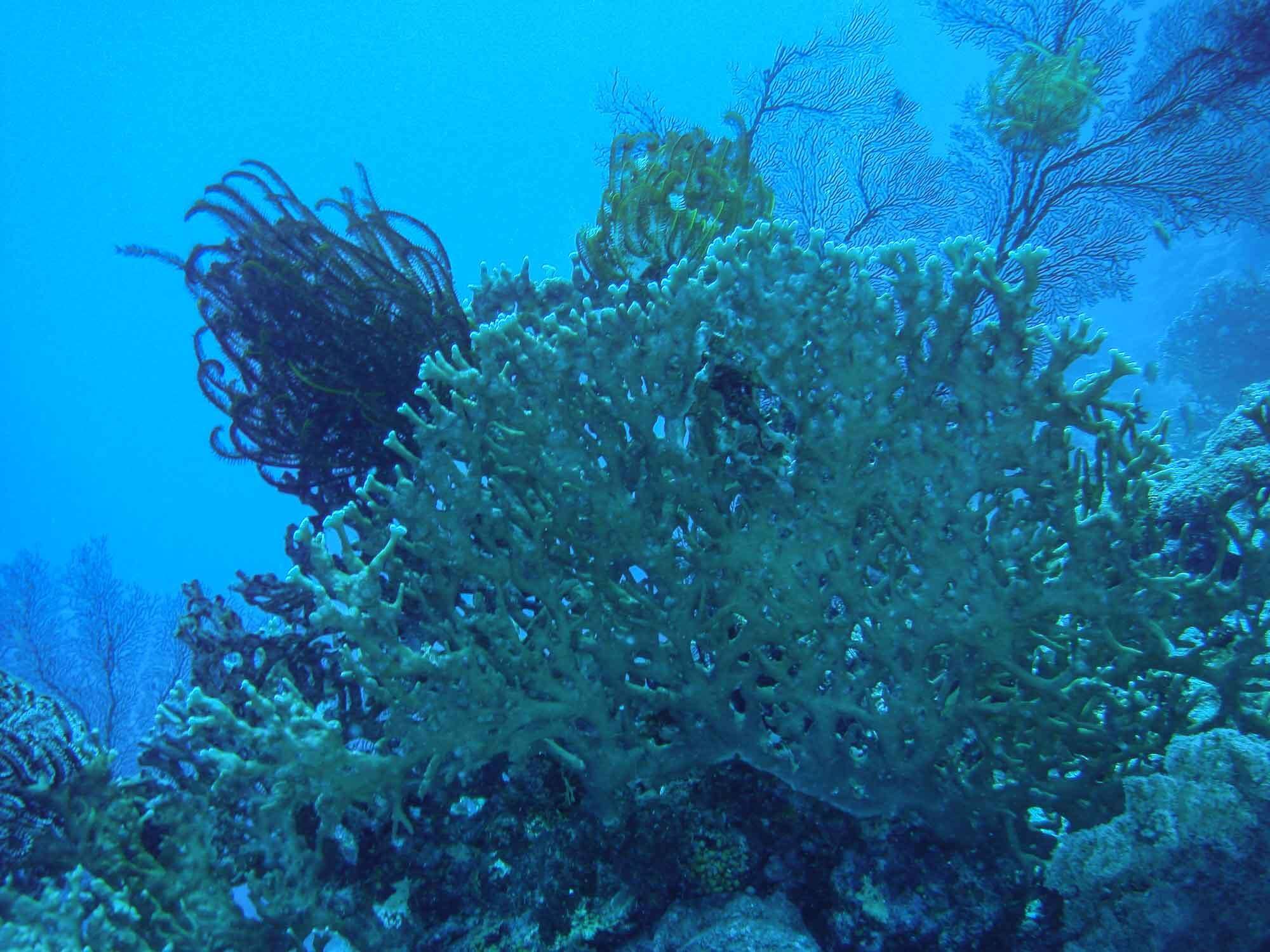 Image of Fire coral