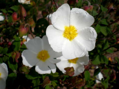 Image of salvia cistus