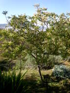 Plancia ëd Clausena anisata (Willd.) Hook. fil., De Wild. & Staner