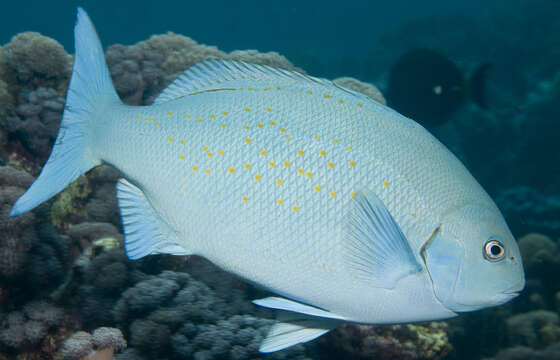 Image of New Zealand bluefish