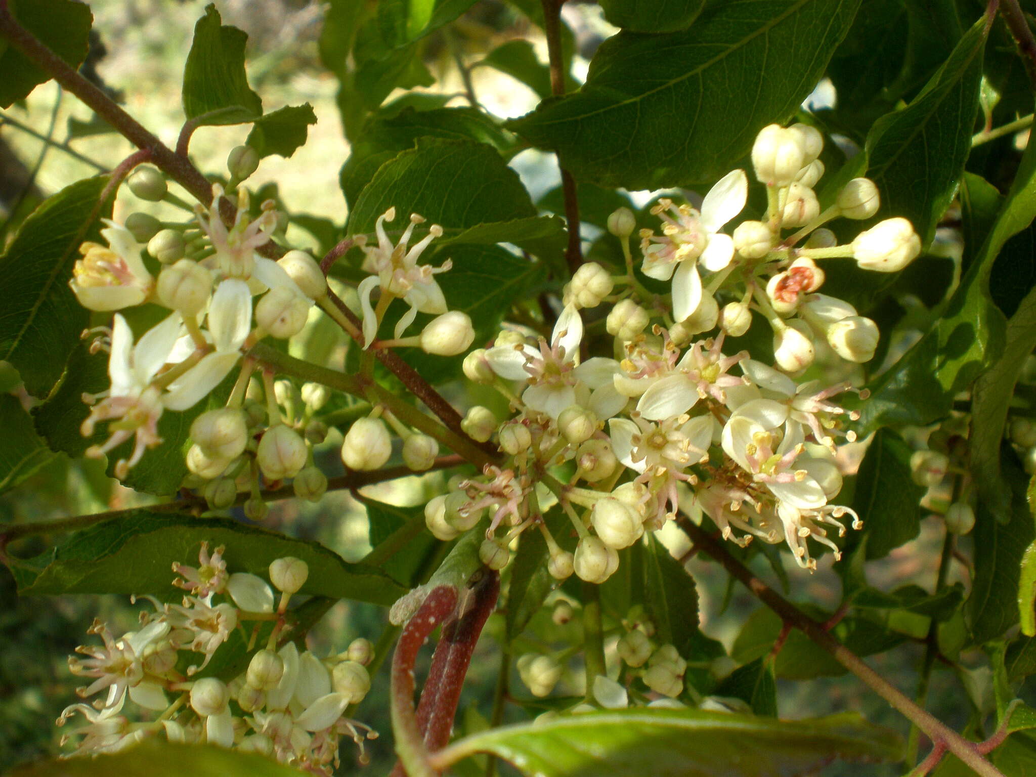 Plancia ëd Clausena anisata (Willd.) Hook. fil., De Wild. & Staner