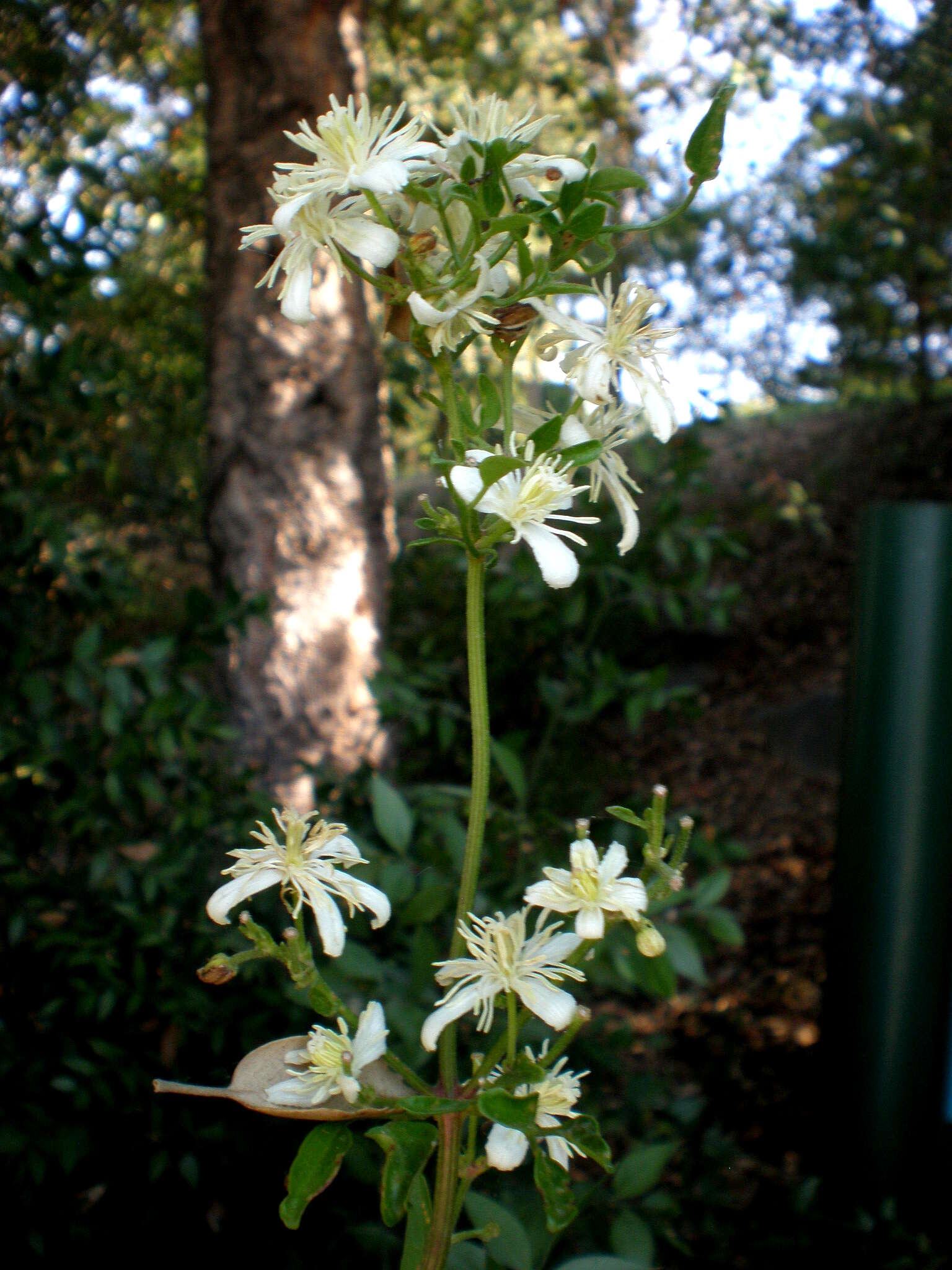 Image of fragrant clematis