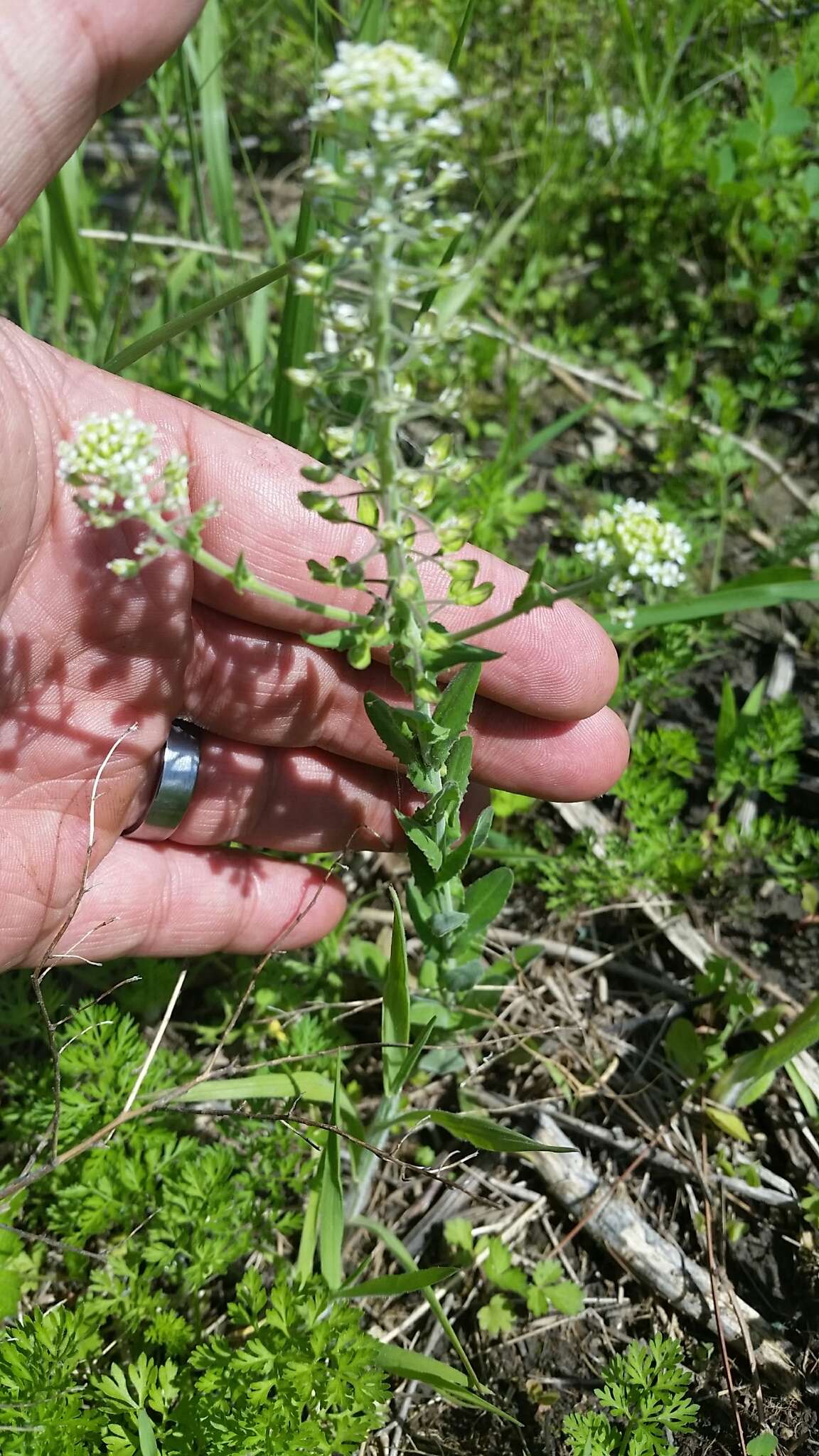 Image of field pepperweed