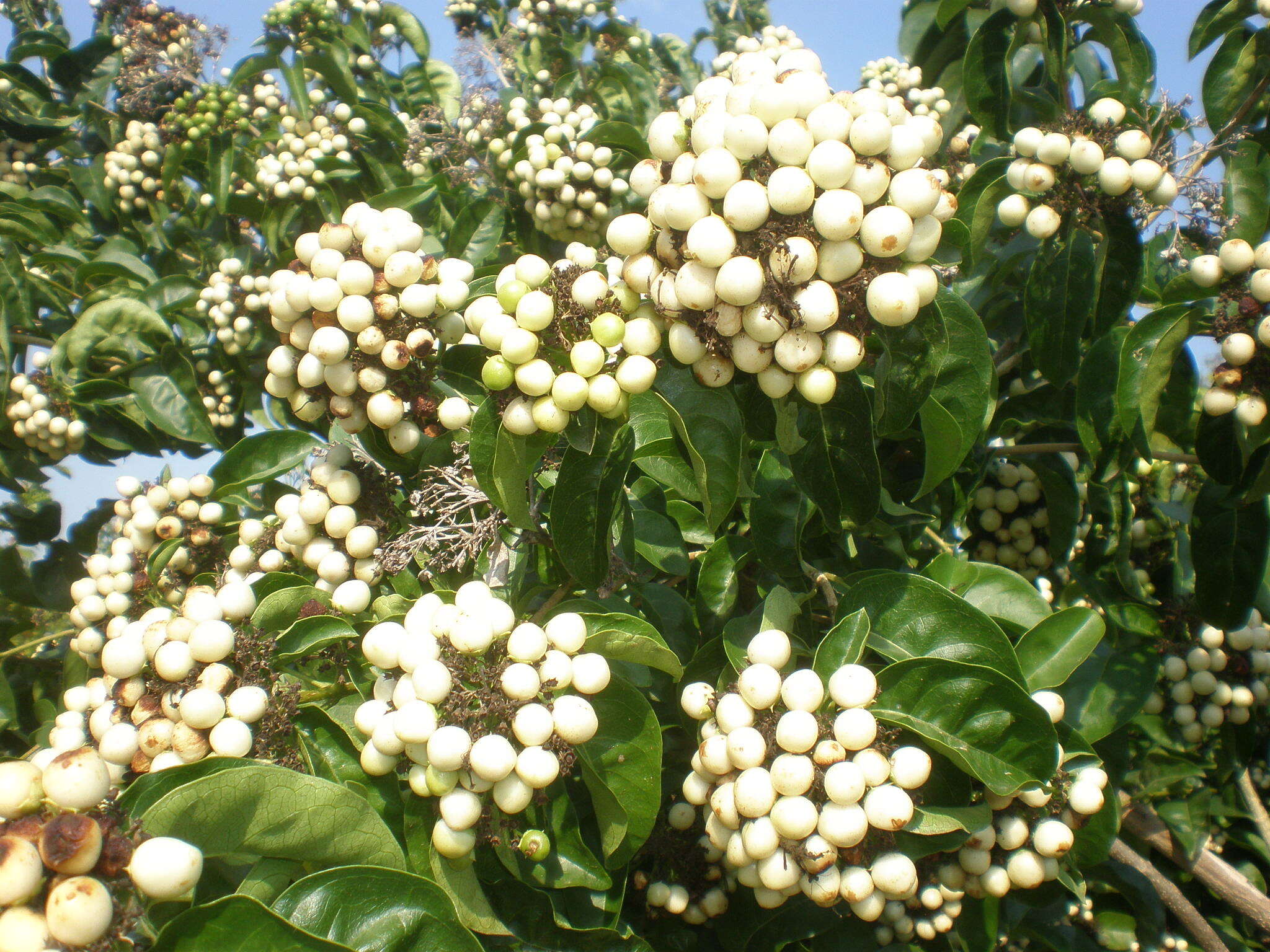 Imagem de Volkameria glabra (E. Mey.) Mabb. & Y. W. Yuan