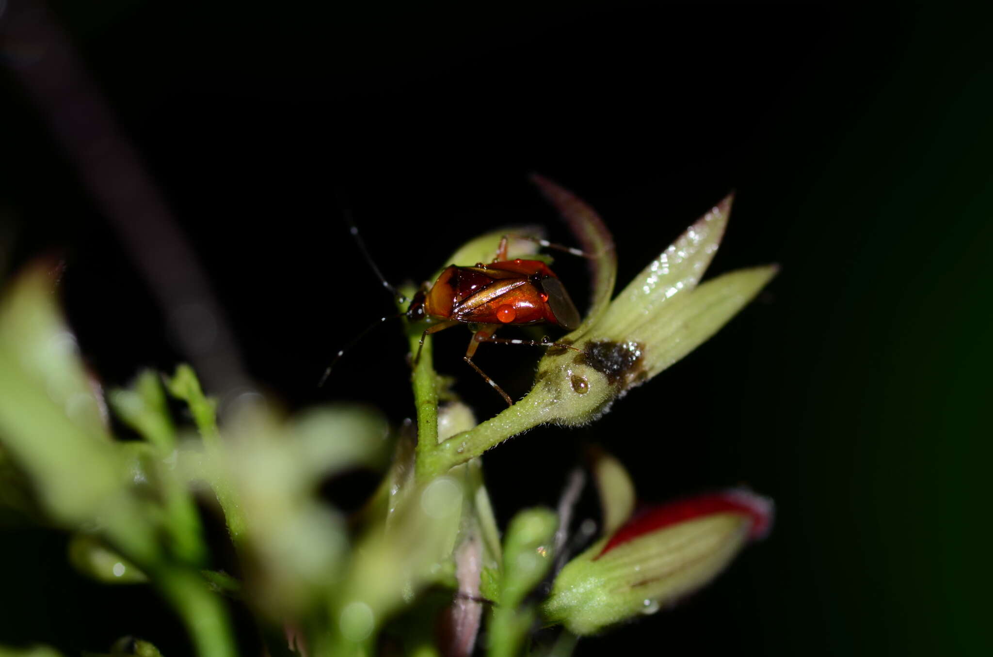 صورة Horcias lacteiclavus Distant 1904