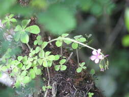 Sivun Oxalis nelsonii (Small) Knuth kuva