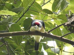 Image of White-mantled Barbet