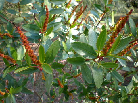 Image of Colliguaja odorifera Molina