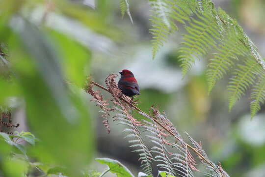 Image of Crimsonwing