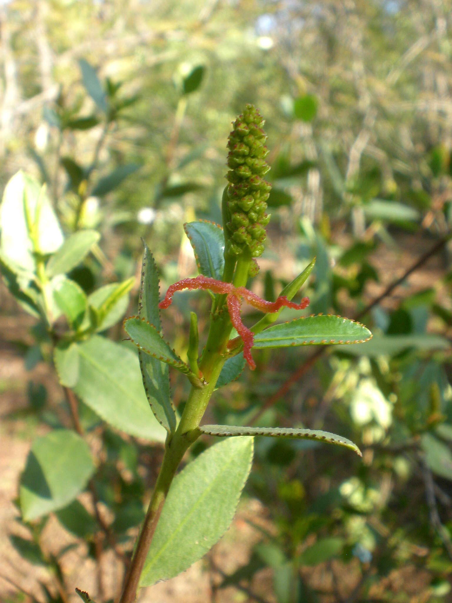 Image of Colliguaja odorifera Molina