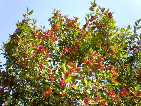 Image de Combretum kraussii Hochst.