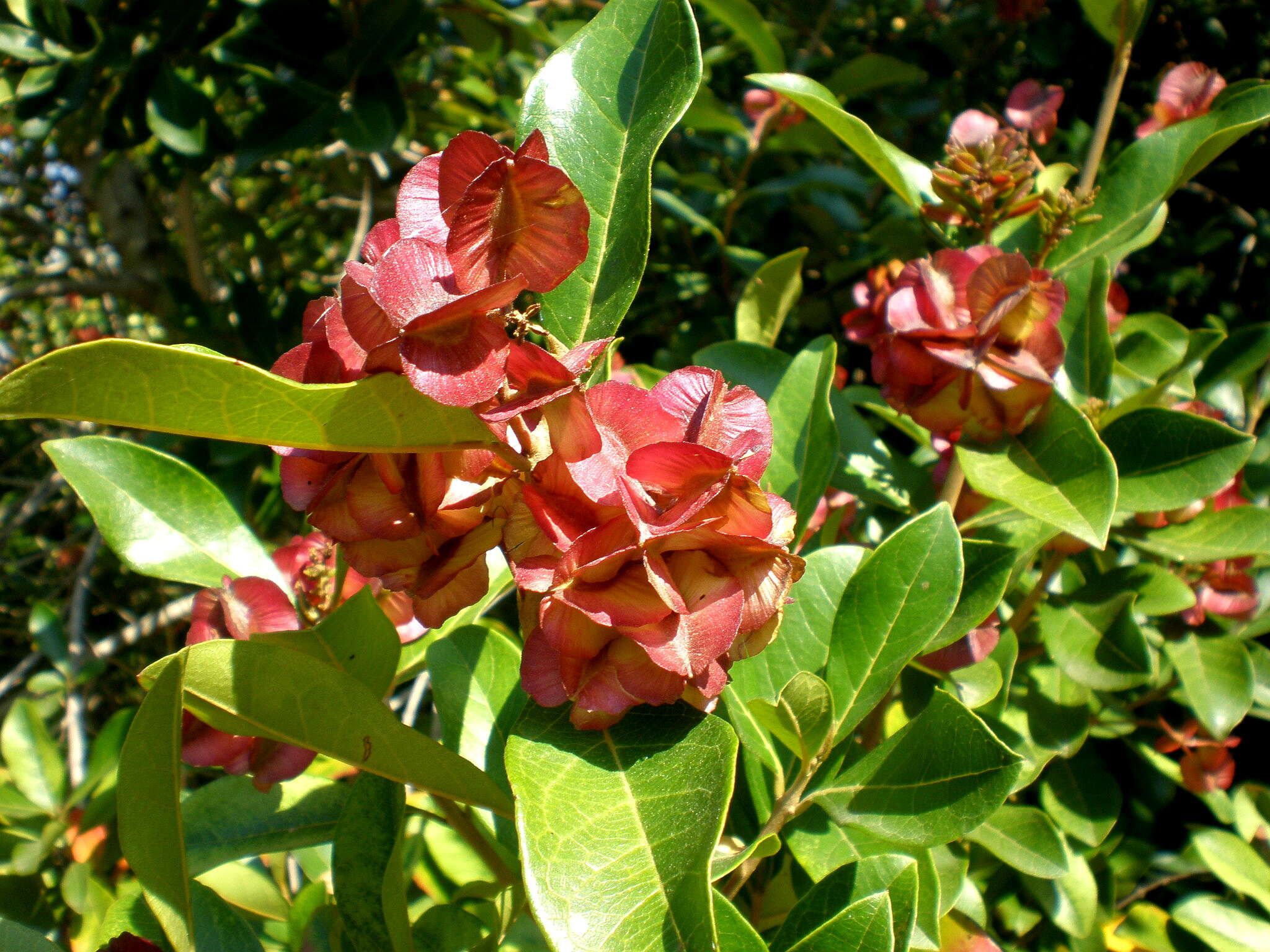 Image de Combretum kraussii Hochst.