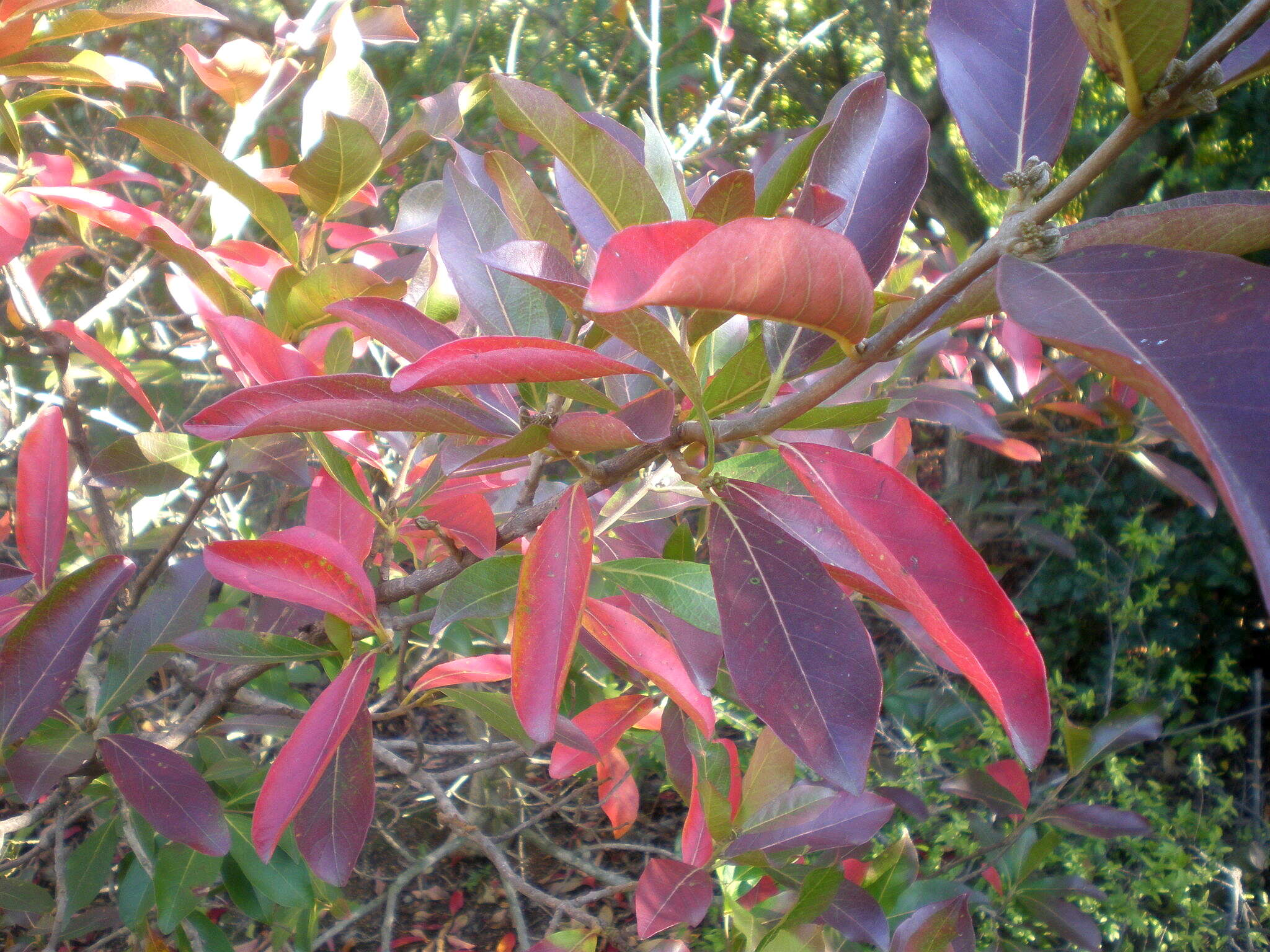 Image de Combretum kraussii Hochst.