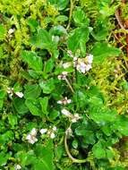 Image of Cardamine scutata Thunb.