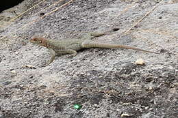 Image of Duméril's Madagascar Swift