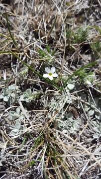 Image of spiny phlox