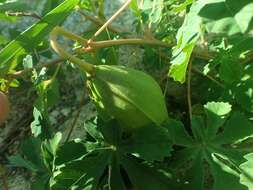 Imagem de Cochlospermum gonzalezii (Sprague & L. Riley) Byng & Christenh.