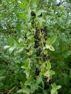 Image of Coriaria myrtifolia L.