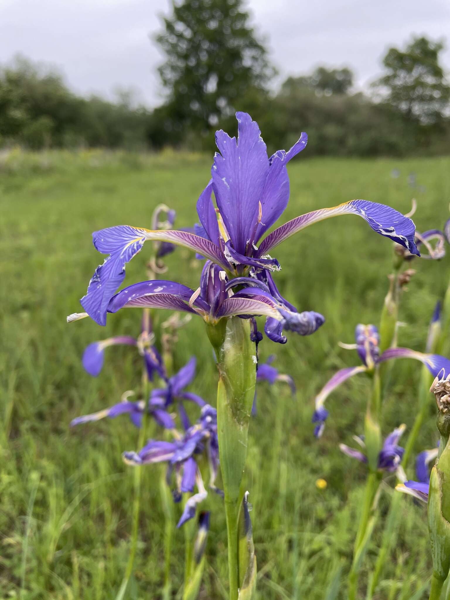 Image of Blue Iris