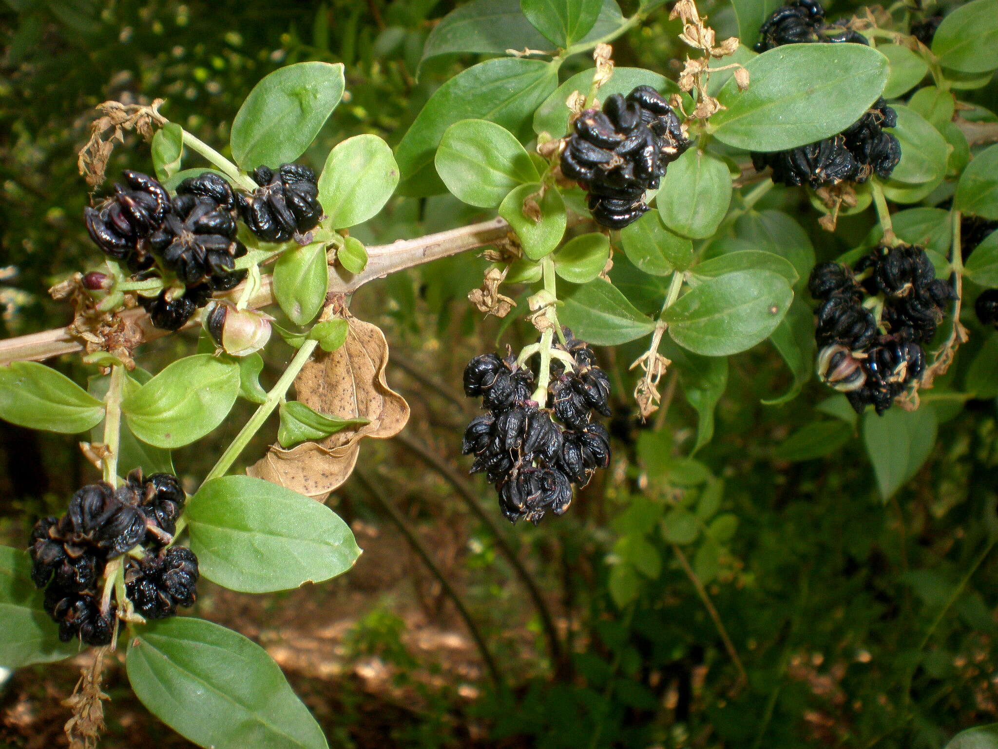 Sivun Myrttikoriaria kuva