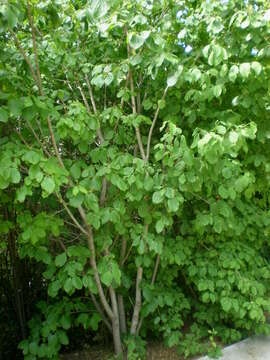 Imagem de Cornus sanguinea L.