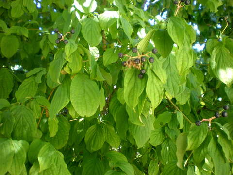 Image of bloodtwig dogwood