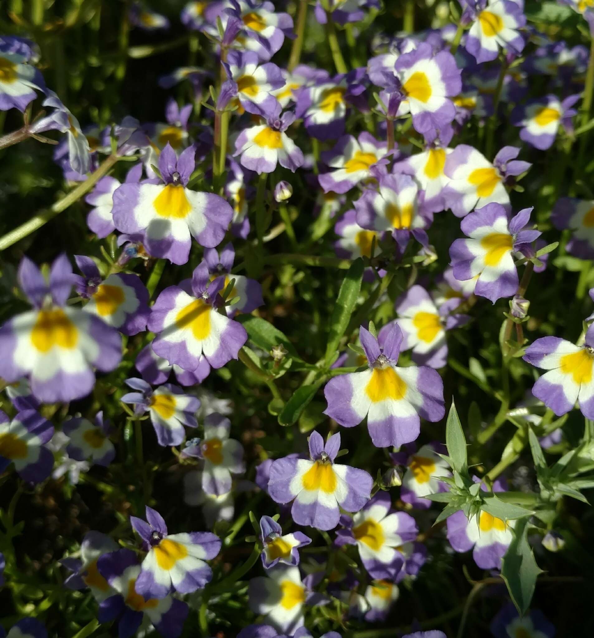 Image of Toothed Calico-Flower