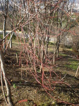 Image of bloodtwig dogwood