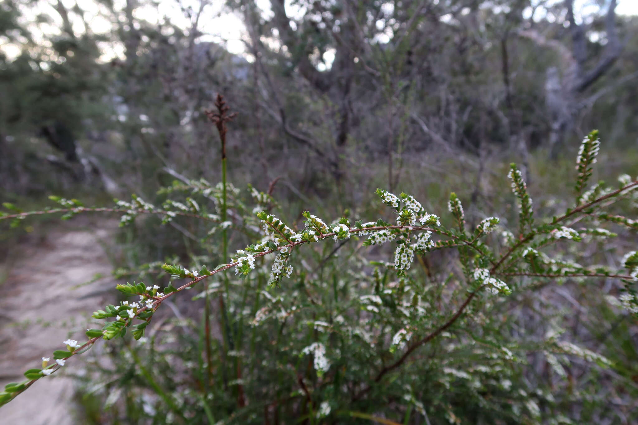 Thryptomene micrantha Hook. fil. resmi