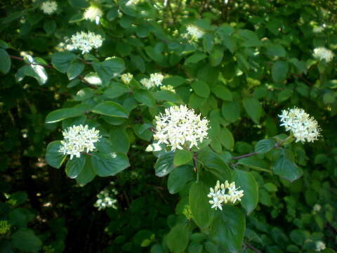 Image of bloodtwig dogwood