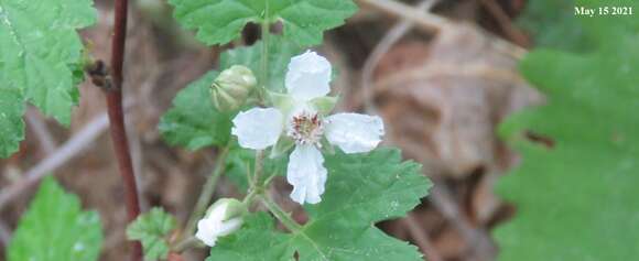 Image of Rubus crataegifolius Bunge