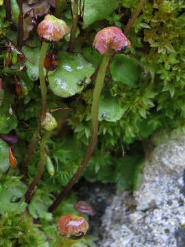 Marchantia quadrata Scop. resmi