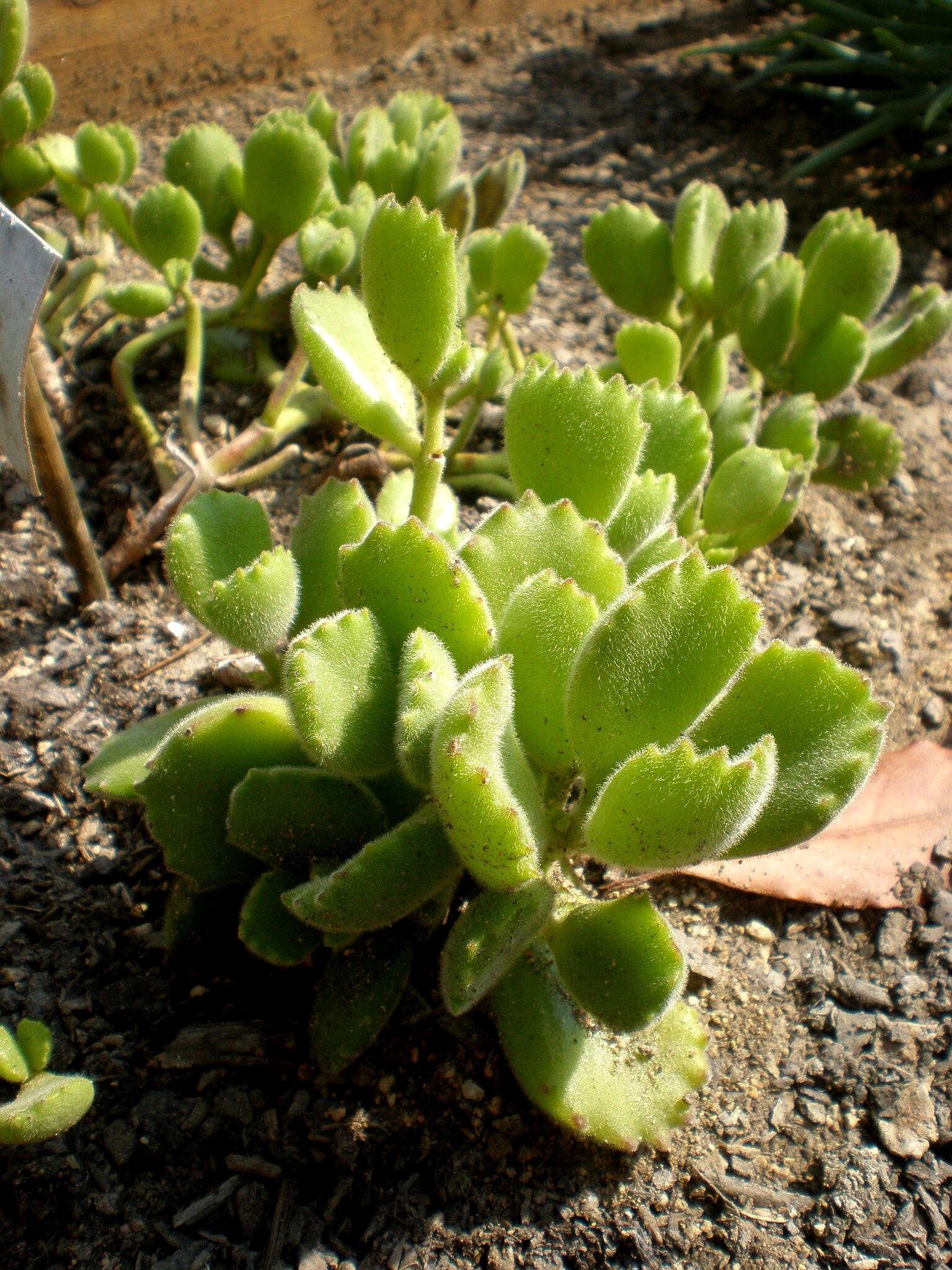 Image of Cotyledon tomentosa Harv.