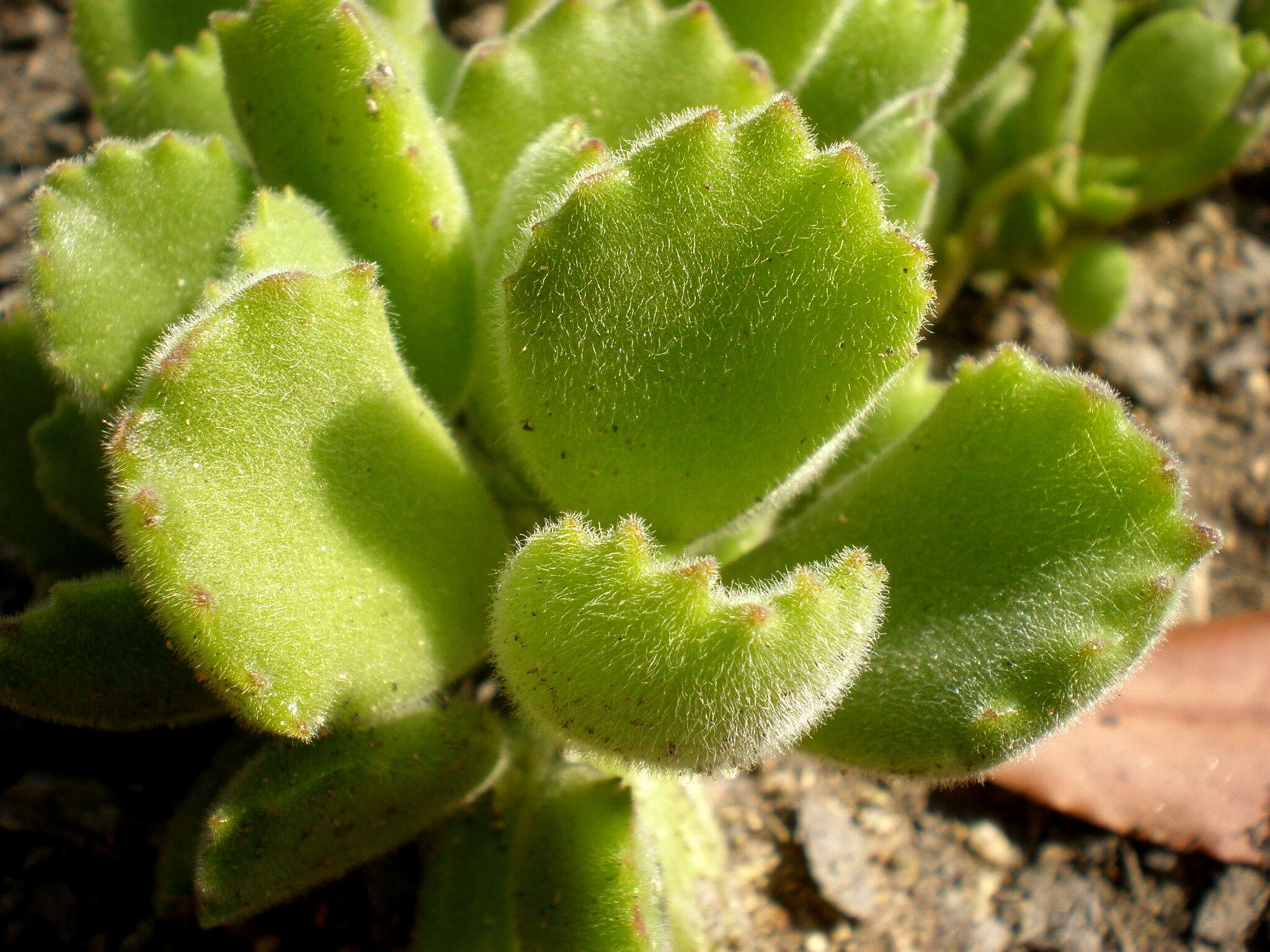 Image of Cotyledon tomentosa Harv.