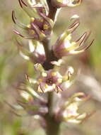 Image of Wurmbea monopetala (L. fil.) B. Nord.