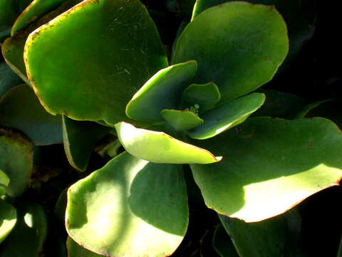 Image of pig's ear