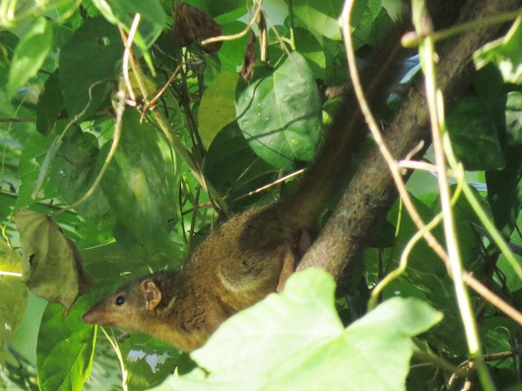 Image of Horsfield's Treeshrew