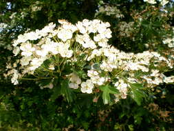 Image of Common Hawthorn