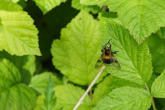 Image of bumblebee hoverfly