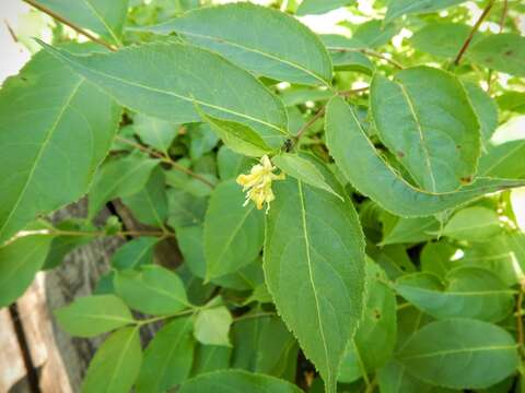 Image of northern bush honeysuckle